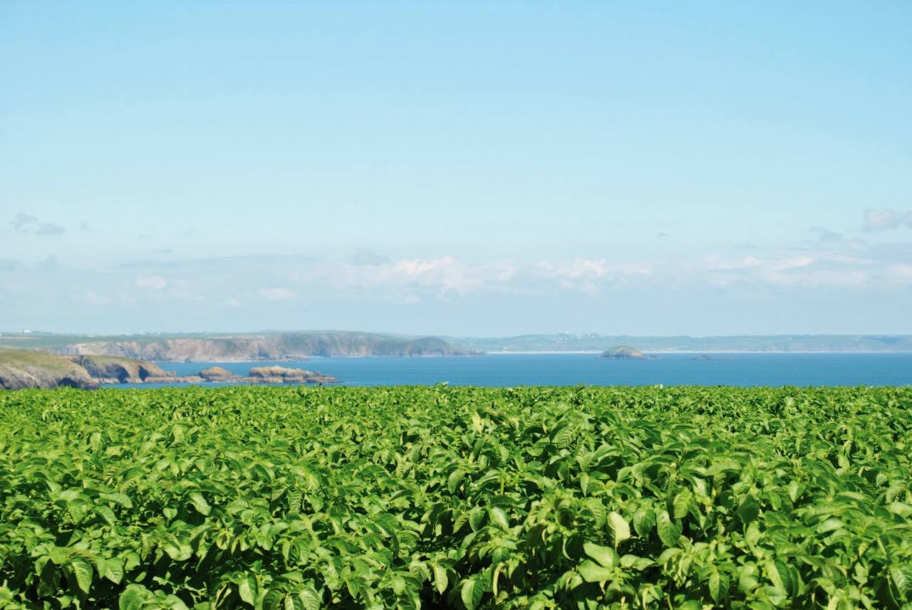 Puffin Produce Ltd